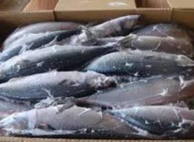 Cá Nục Bông size 500up