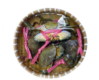 Cua Gạch Cà Mau Sống LIVE ROE MUD CRAB