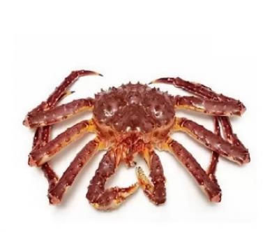 Cua Hoàng Đế Sống CANADIAN LIVE KING CRAB