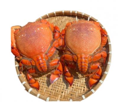 Cua Huỳnh Đế Nhập Khẩu Sống SPANNER CRAB