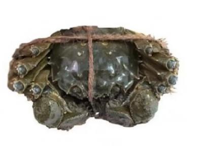 Cua Lông Hongkong Sống LIVE HONGKONG CRAB