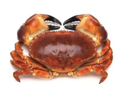 Cua Nâu Nauy (Bắc Băng Dương) Sống LIVE BROWN CRAB