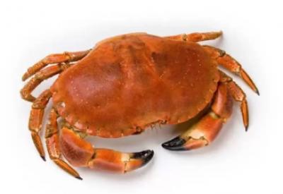 Cua Nâu Nauy Đông Lạnh Size Nhỏ FROZEN BROWN CRAB