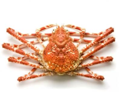 Cua Nhện Nauy Đông Lạnh NAUY SPIDER CRAB