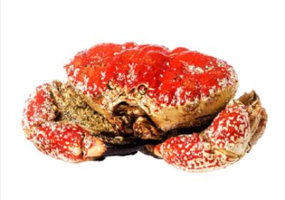 Cua Tasmania Sống - Cua Khồng Lồ Nam Úc LIVE TASMANIA CRAB