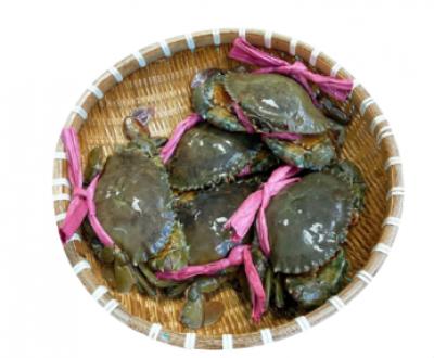 Cua Thịt Cà Mau Sống LIVE MUD CRAB
