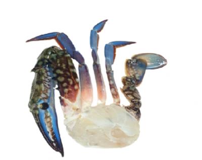 Ghẹ Cắt 11/15 Xuất Khẩu FROZEN BLUE SWIMMING CRAB HALF CUT 11/15