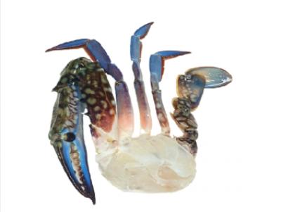 Ghẹ Cắt 16/20 Xuất Khẩu FROZEN BLUE SWIMMING CRAB HALF CUT 16/20