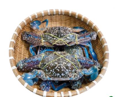 Ghẹ Xanh Sống Nguyên Con LIVE BLUE SWIMMING CRAB