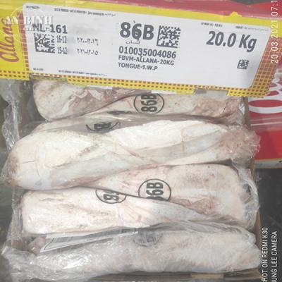 Lưỡi Trâu Ấn Độ – M86